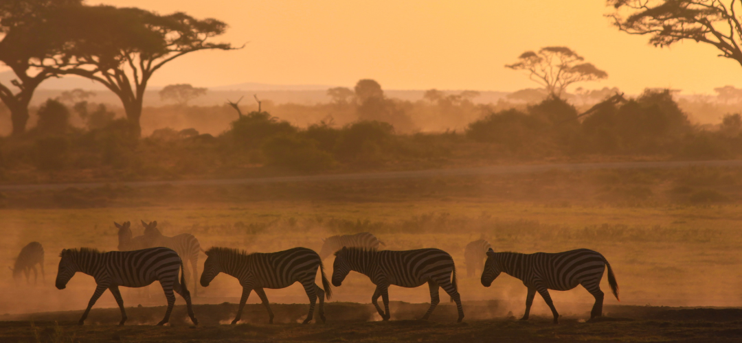 Adventure or Safari in Tanzania