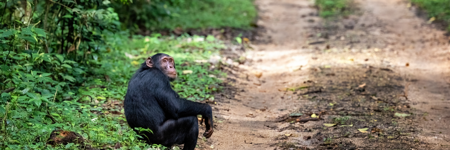 chimps - header blog posts safari