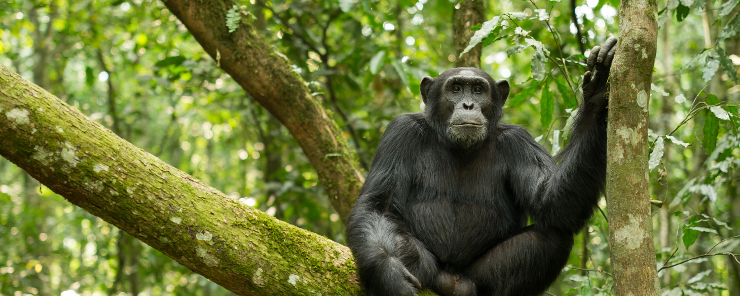 chimps in tanzania