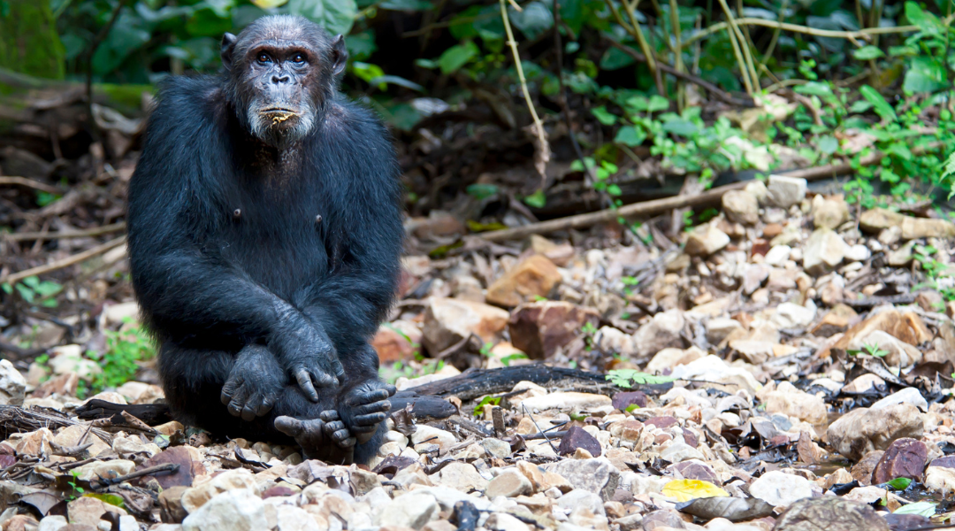 Chimpanzee Trekking On Safari