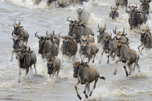 serengeti wildebeast migration